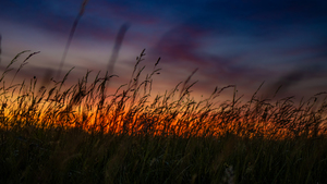 Colorful Life In The Weeds