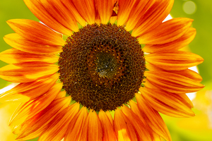 Sunflower Supremacy