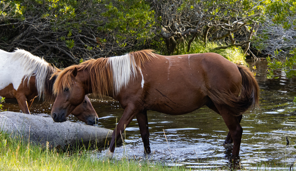 Taking A Horse To Water by Chase2themac