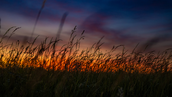 Colorful Life In The Weeds by Chase2themac