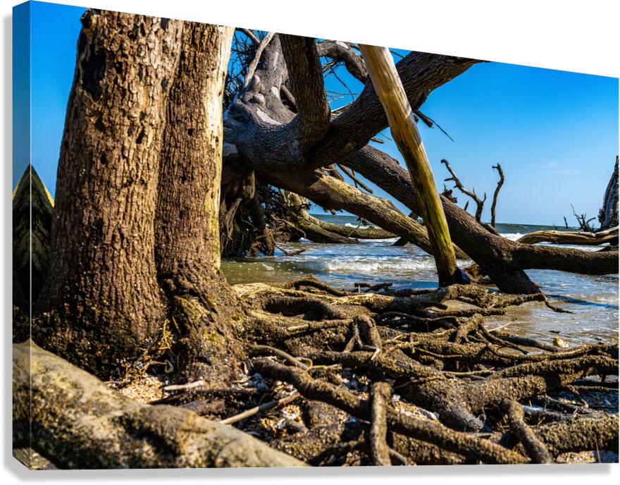 A Path Forward  Canvas Print