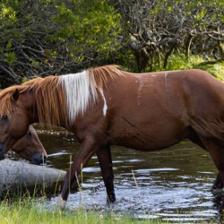 Taking A Horse To Water