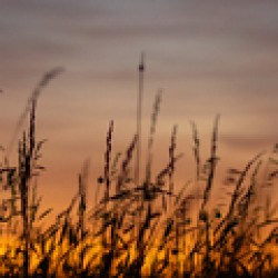 Horizons Melting Point