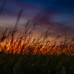 Colorful Life In The Weeds