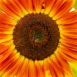 Sunflower Supremacy