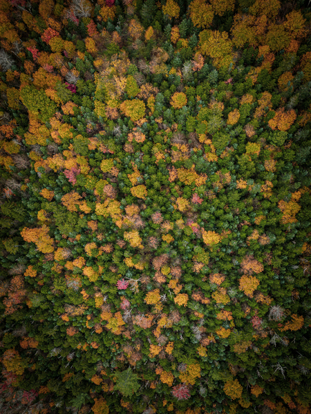 Aerial Foliage by Live Free Photo Art