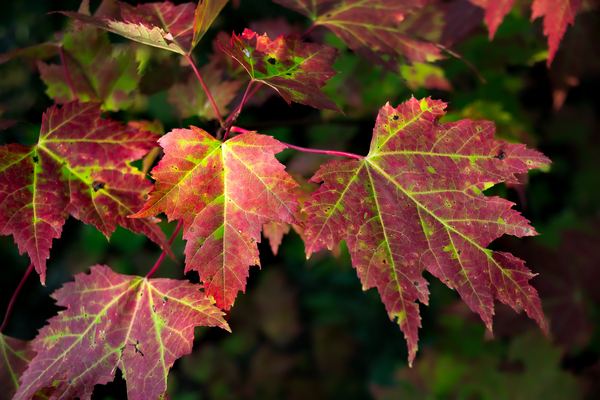 Changing Seasons by Live Free Photo Art