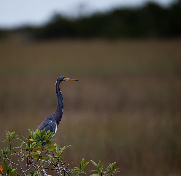 Everglades Heron by Live Free Photo Art