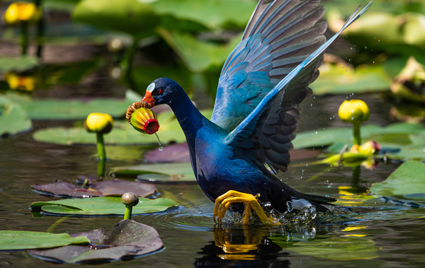 Everglades Purple Gallinule by Live Free Photo Art