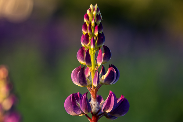 Macro Lupine by Live Free Photo Art