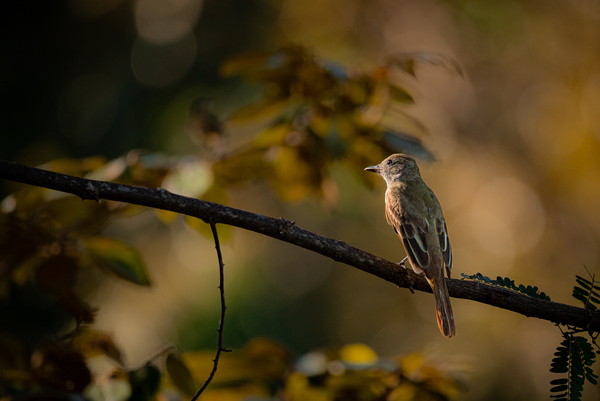 Morning Palm Tanager by Live Free Photo Art