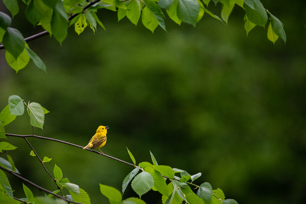 Talkative Yellow Warbler by Live Free Photo Art