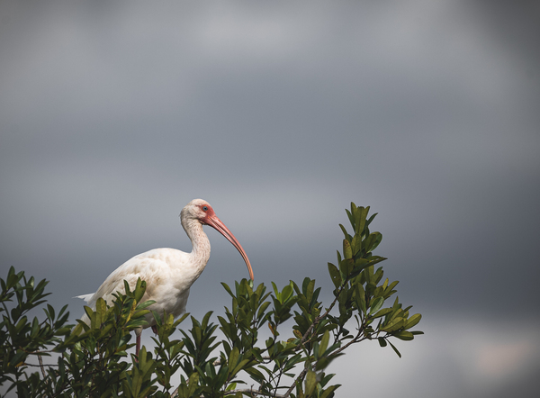 White Ibis Everglades by Live Free Photo Art