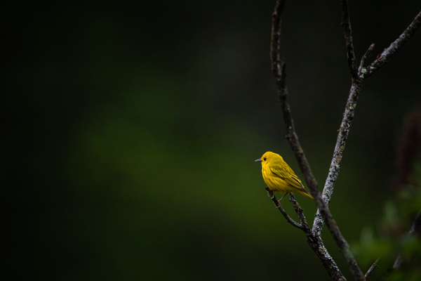 Yellow Warbler Resting by Live Free Photo Art