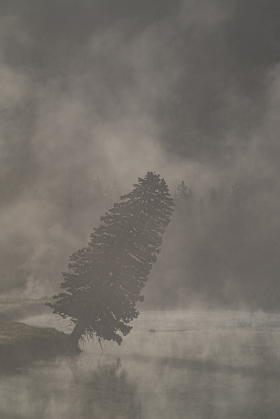 Yellowstone Leaning Tree by Live Free Photo Art