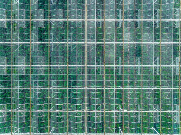 Vegetable Greenhouse Print
