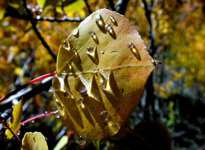 FALL LEAF WITH DEW IN COLOR