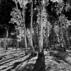FALL ASPEN GROVE IN B&W