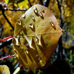 FALL LEAF WITH DEW IN COLOR