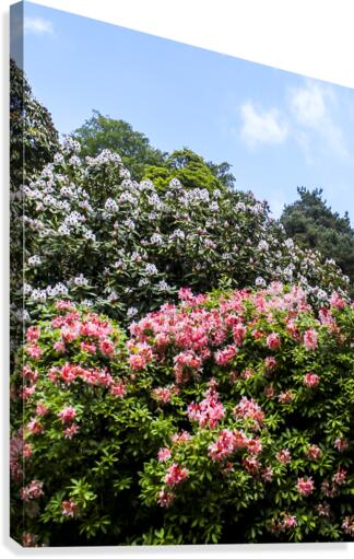Flower Trees Canvas Print
