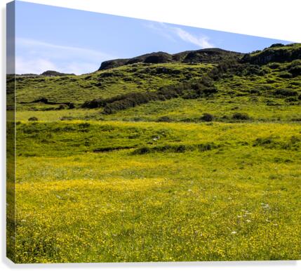 Flowery Field Canvas Print