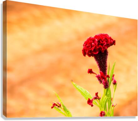 Red Flower Canvas Print