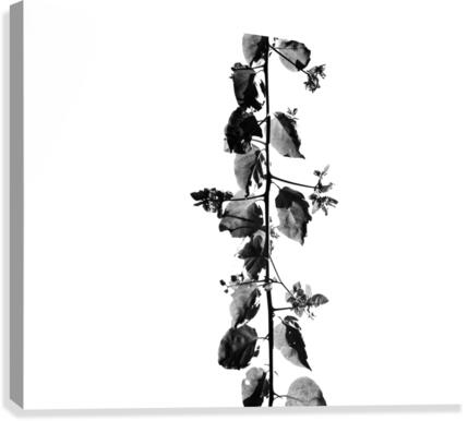 Tree Branch Canvas Print