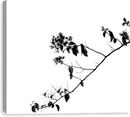 Tree Branch II Canvas Print