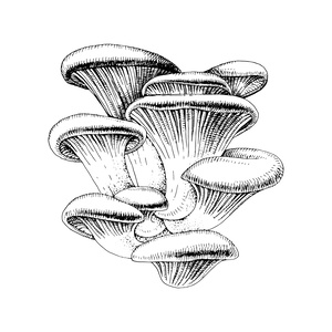 Oyster 
