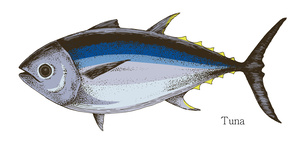 Tuna 