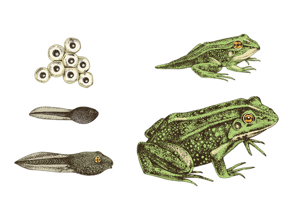 Frog Life Cycle  Print