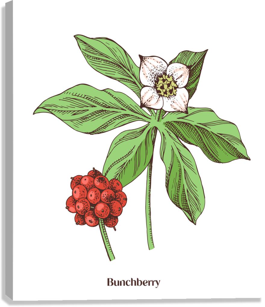 Bunchberry  Canvas Print