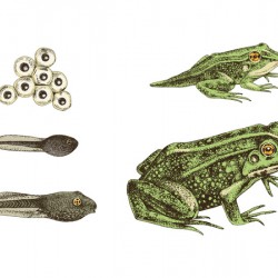 Frog Life Cycle 
