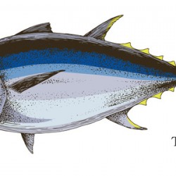 Tuna 