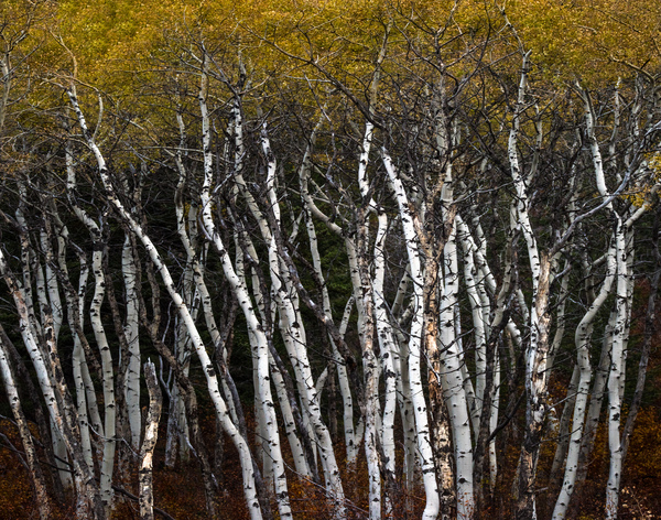 Fall Birch by Dyslensic Visuals
