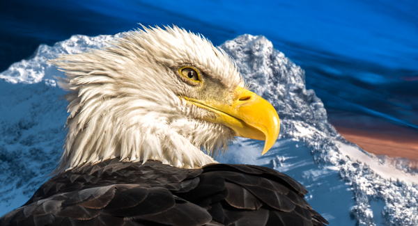 【Forestman works】Eagle touch the sky Jim Hansel Eagle Print | Wings in the Mist Limited Edition Print