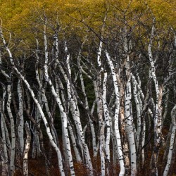 Fall Birch