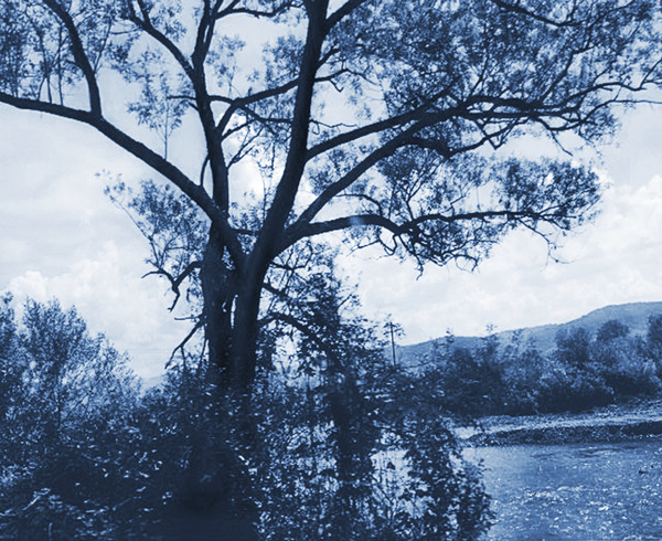 TheTreeMagBlue Print