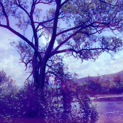 TheTreeMag