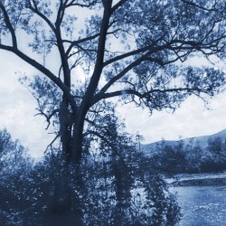 TheTreeMagBlue