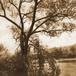 TheTreeMagGreen