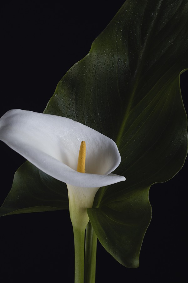 Calla Lily by Stefan Decans