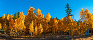 267 aspens pano