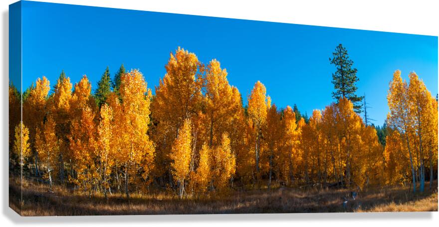 267 aspens pano  Canvas Print