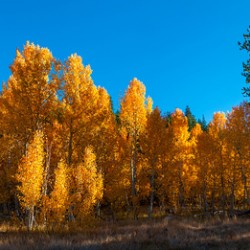 267 aspens pano
