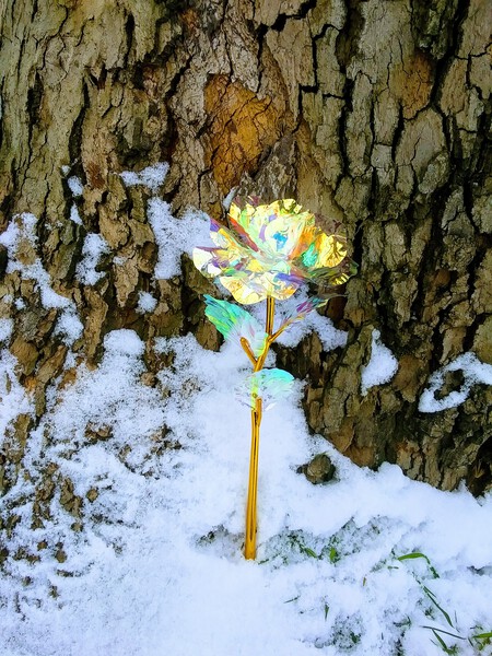 ColorRoseTreeSnow Print