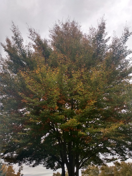 TreeFallTippedTrees Print