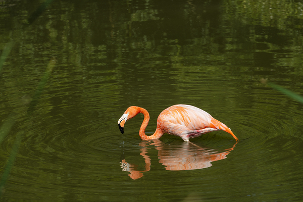 Vibrant Contrast - 2 by Peter Orfankos