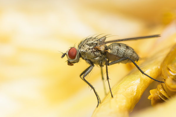The Fly by Peter Orfankos