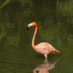 Vibrant Contrast